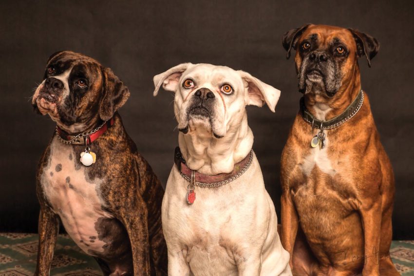 tres perros