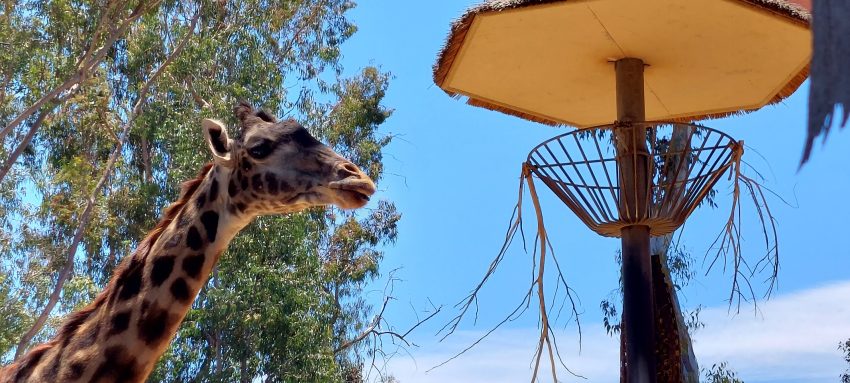 Una jirafa