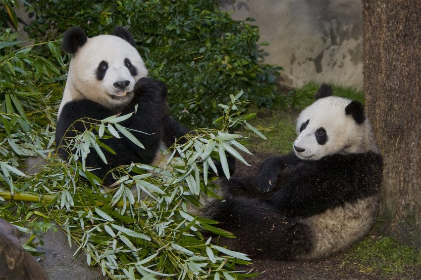 Pandas