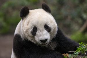 T15_0186_002 Oso panda
