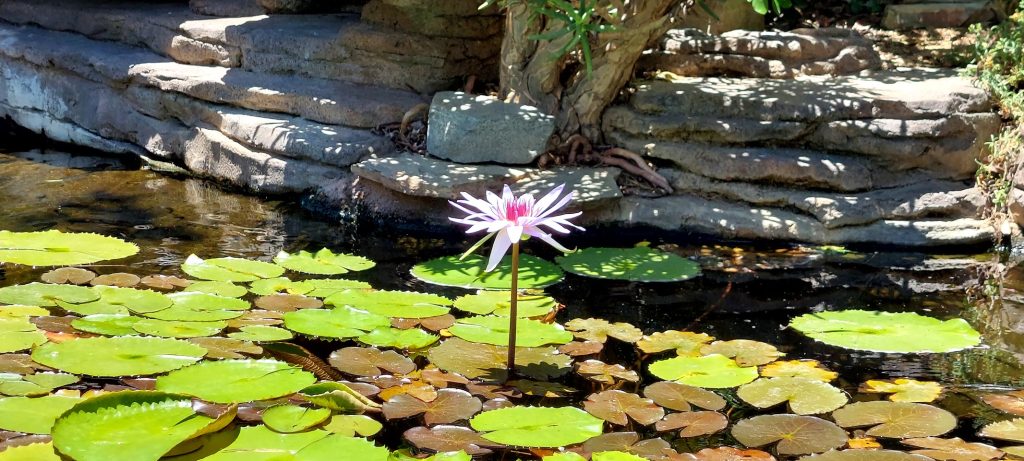 20240624_132723 (1) Flor de loto