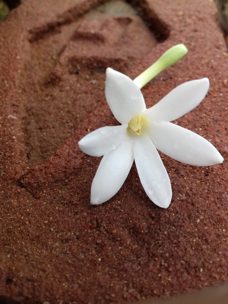 jasmine, in winter, in eat