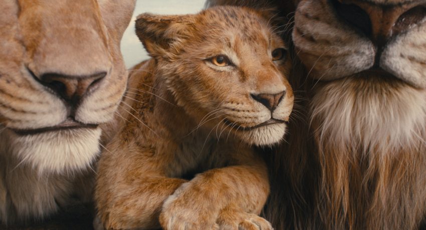 Mufasa, cachorro de león