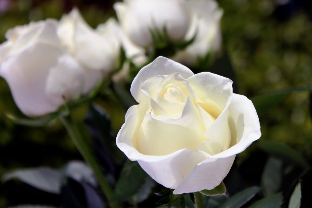 white, flower wallpaper, flowers