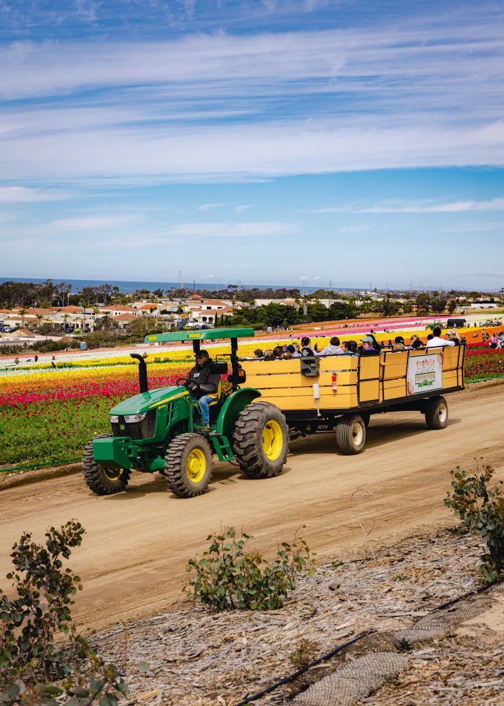 452A7226 carreta con personas, atras, campo de flores