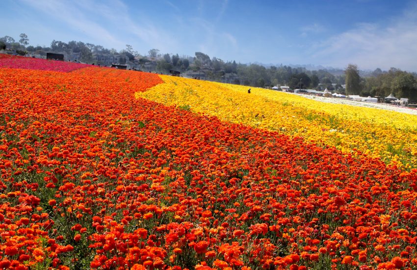 Flores