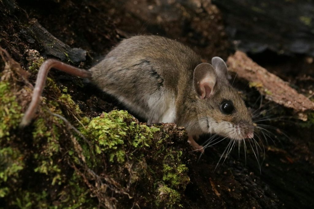 Capture of a wild mouse in its natural habitat, showcasing intricate details of forest ground.
