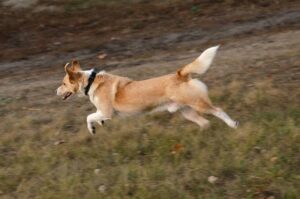 Lo que debes saber para evitar que tu mascota se pierda el Cuatro de Julio en San Diego
