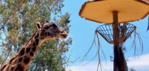 San Diego celebra 14 años de Kids Free October: más de 100 ofertas para familias este otoño