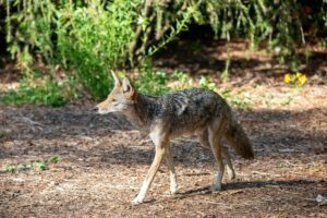 Ataque de coyote en UTC activa respuesta coordinada del condado de San Diego